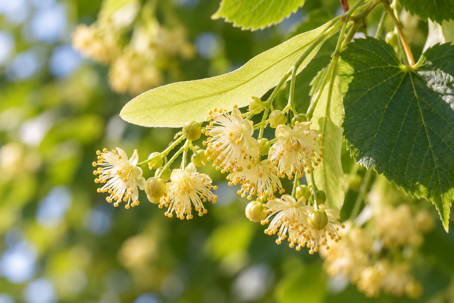 Flores de tilo con su bráctea alargada, la hoja con forma de ala