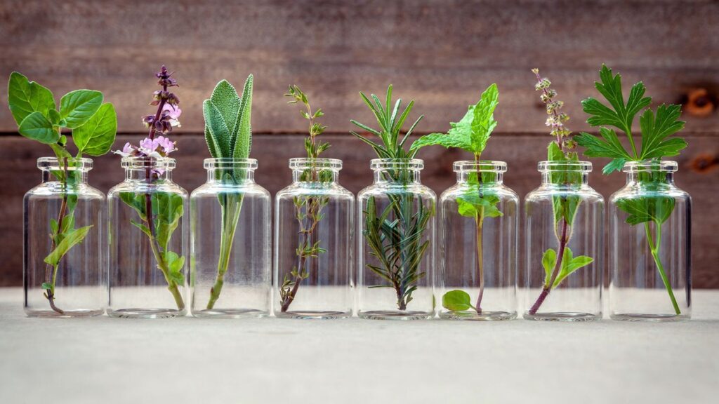 Las mejores plantas medicinales que puedes cultivar en casa