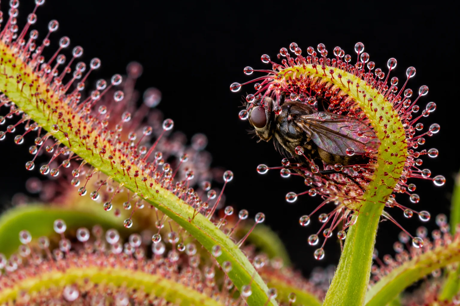 Hojas de Drosera capensis con gotas de mucílago pegajoso, la hoja empezando a enrollarse sobre un insecto