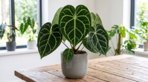 Anthurium Clarinervium