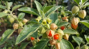 Ashwagandha El adaptógeno del bienestar