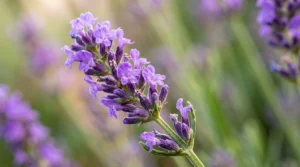 Lavanda Un aroma que alivia