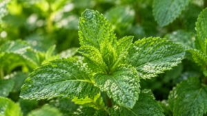 Menta