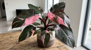 Philodendron Pink Princess
