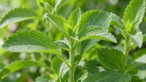 Stevia