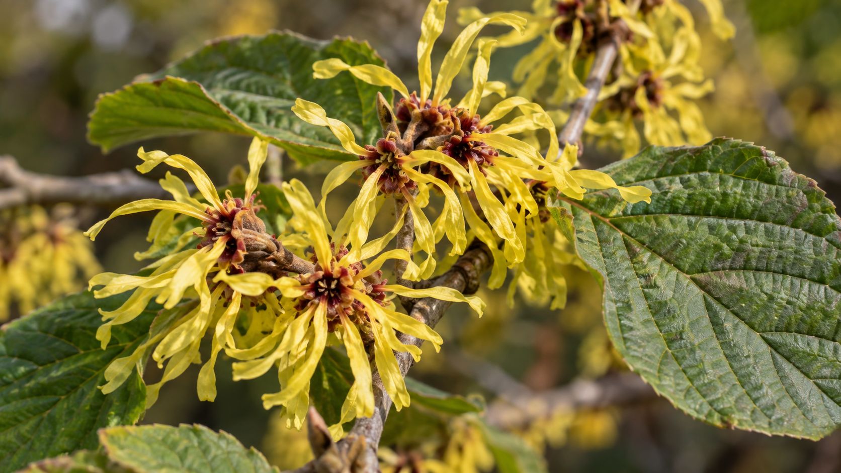 Hamamelis