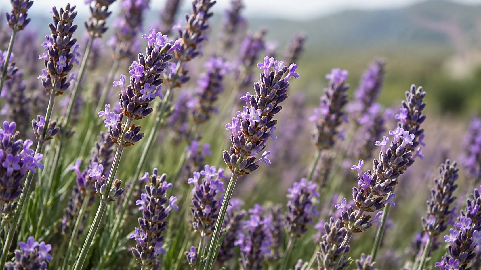Lavanda