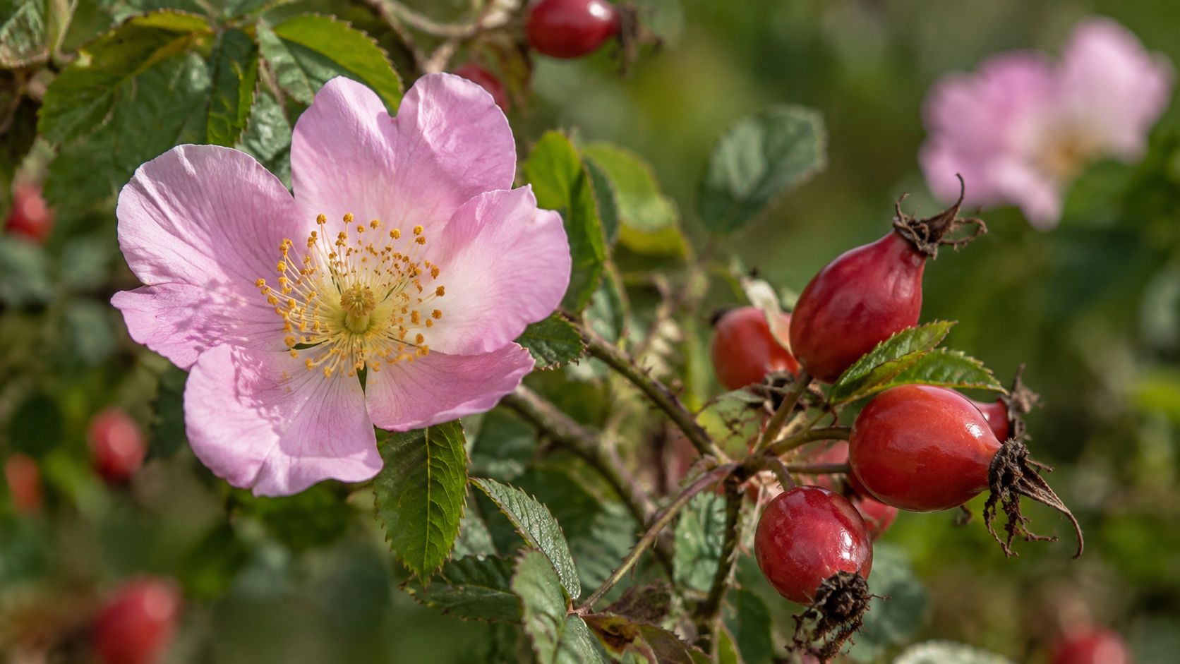 Rosa mosqueta