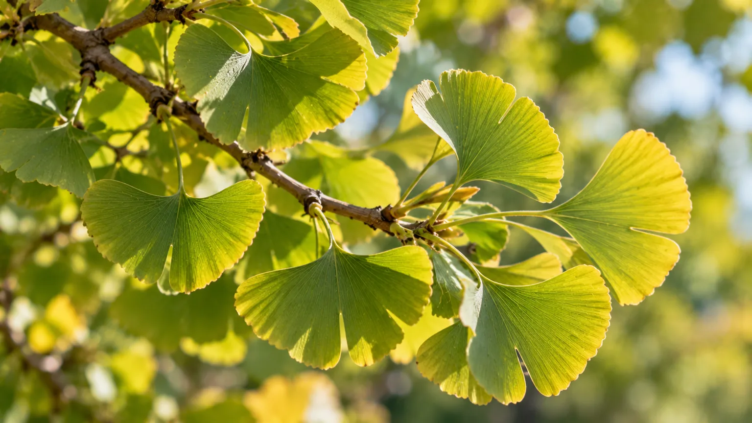 Ginkgo biloba (Ginkgo biloba), las hojas en forma de abanico, color verde o amarillo otoñal